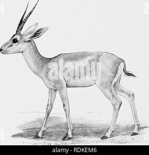 . Il Cambridge storia naturale. Zoologia. 3Io: LODER S GAZELLE legenda. Il suo sangue è creduto dai Mongoli per possedere le virtù, e per mezzo di anelli sui corni fortune sono detto. Natur- alleato l'animale è su questi terreni difficili da levetta e sparare. Le gazzelle, genere Gazdla, sono abbastanza numerosi in specie che sono entrambi e paleartica etiope. Sono presenti un totale di venti-cinque di essi. Il genere nel suo complesso è caratterizzato dal fatto di piccole o medie dimensioni, la colorazione di sabbia con ventre bianco.. Fig. 161.-Loder la gazzella. Garxlla loderi. x j-. la presenza di luce e buio su strisce th Foto Stock