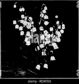 . I nostri fiori da giardino; un famoso studio delle loro terre native, le loro storie di vita e le loro affiliazioni strutturali. Fiori. Il giglio della valle il giglio della valle convallaria majalis. Convallaria, derivata da comialUs, una valle. Il ben noto il giglio della valle. Nativo di Europa, Asia e America. Un ombra amorevole-impianto. Maggio. Foglie.-radicale, passando da un montante portinnesto o pip. Fiori.-bianco, annuendo e in un breve racemo, fragrante. Cade.-bianco, campana, sei-dentato. Stami.-Sei; ovaia globose; lo stile e lo stigma uno. Gigli della valle sono costretti in Bloom e venduto a così l'uomo Foto Stock