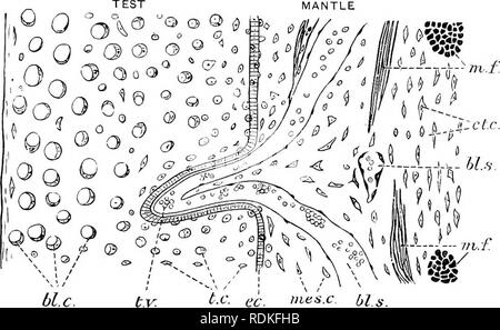 . Il Cambridge storia naturale. Zoologia. La struttura di test 41 di uovo di cellule del follicolo, vedi sotto, p. 5 6), che sono passati attraverso il ectoderm. Questo processo inizia nella stadio larvale con la migrazione di cellule mesenchyme dal blastocoele attraverso il epiblast. Cellule Ectoderm, ed eventualmente anche alcune primitive cellule endoderma, anche prendere parte nella formazione della prova. Molte di queste cellule nel test rimangono di piccole dimensioni e semplice, come il fusiforme stellate e test-cellule; alcune divengono un pigmento-celle, mentre altri ingrandire e diventare vacuolated per formare la grande (fino a 0-15 mm. di diametro) o vescicolare &q Foto Stock