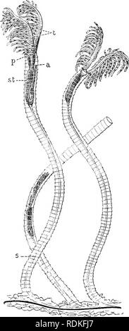 . Il Cambridge storia naturale. Zoologia. 26 Sistema HEMICHORDATA e l'ano. Ogni ovidotto (OVD) contiene un pigmento scuro che è visibile attraverso la pelle dorsale sulla rimozione dei bracci tentacular. Uova, ognuna enelosed in una membrana di sgambate, si verificano in num- ber nelle cavità della gelatina- unità organizzative house. Le prime fasi di sviluppo sono passati attraverso all'interno dei tubi ; ma attualmente ci sono poche altre informazioni per quanto riguarda l'embrionale de- velopment del Pterobranchia. Il campione ottenuto dalla " Siboga " da Celebes è una colonia di sesso maschile con dimorphic individui, il rep Foto Stock