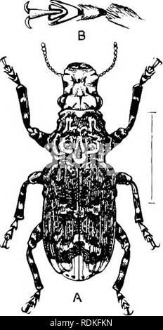 . Il Cambridge storia naturale. Zoologia. 290 COLEOPTERA tra la più perfetta di insetti; la loro struttura esterna (come mostrato da Eugnoristus monachus, Fig. 147) essendo veramente ammirevole. Solo quattro famiglie di Ehynchophora può essere attualmente accettati come soddisfacenti; uno di questi-Curculionidae-include un enorme maggioranza di tutta la serie. Anche se è probabile che alla fine sarà suddivisa in diverse famiglie, i tentativi a tal fine che sono già stati realizzati non sono soddisfacenti. Fam. 80. Anthribidae.-Palj)io di solito non coperti, ma dis- tinct e flessibile. Antenne spesso lunghi, n Foto Stock