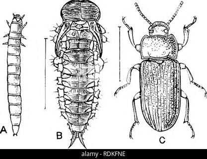 . Il Cambridge storia naturale. Zoologia. HETEROMERA 263 fam. 62. Tenebrionidae.-anteriore slwrt coxae, non jirojecting dalle cavità, racchiuso hehind. Piedi di bisognosi di lohed giunti. Artigli liscia. Questa è una delle più grandi famiglie di Coleotteri, circa 10.000 specie essendo già noti. Una grande porzione del Tenebrionidae sono interamente terrestre, ali adatto per il volo è assente e la elytra frequentemente più o meno saldati. Tali moduli sono descritti nelle opere sistematiche come apterous. Purtroppo alcun studio globale non è mai stata fatta di ali o loro rudimenti nel Foto Stock