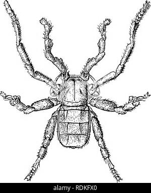 . Il Cambridge storia naturale. Zoologia. CHAPTEE XVII AKACHNIDA EMEOLOBRANCHIATA {gONTINUMD) PODOGONA PHALANGIDEA = ABITUDINI OPILIONES STKUCTUKE CLASSIFI- Ordine cationico VII. Podogona (Ricinulei). Tracheate aracnidi ivith due giunture chelicerae chelato e pedipalpi prensili. Un organo copulatory. Il tarso della terza gamba del maschio che sente nel 1838 Guerin-Meneville^ descritto un ragno dall Africa occidentale che egli ha chiamato Gryptostemma luestermannii. A intervalli di rari esemplari occasionali di Allied forme sono state prese nella stessa regione fino a sei specie di Cryptostemma sono state stabilite. In Foto Stock