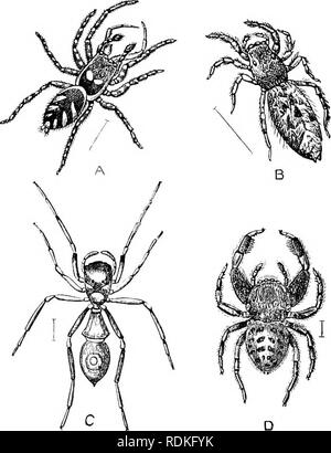 . Il Cambridge storia naturale. Zoologia. 420 ARACHNIDA ARANEAE incandescente con colori vividi e le sfumature metalliche e hanno fre- temente eccitato l'ammirazione dei viaggiatori. La colorazione è quasi sempre dovuta per i peli e la bilancia con cui i ragni sono vestita e purtroppo è quasi incapace di conservazione nel collettore del gabinetto. Questi ragni sono tutti i girovaghi, filatura senza lacci, sebbene essi formano una sorta di silken cella o un rifugio in cui la femmina depone le uova. Le loro abitudini sono diurna, e si deliziano nella luce del sole. Essi levetta la loro preda e leap su di esso con meraviglia Foto Stock
