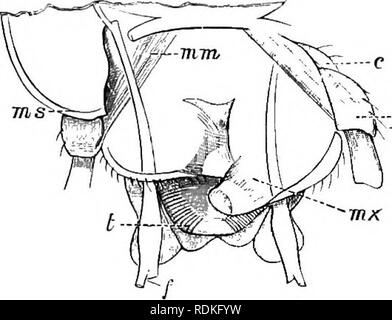 . Il Cambridge storia naturale. Zoologia. Il CHAP. XVII PSOCIDAE 391. Fig. 242.-Traijsverse sezione orizzontale della testa di Psocus: f, foric o pick ; t, lingua ; mx, mascellare sinistro ; c, cardo ; Py piccioli ; 7}i,vi, muscoli ; m.s^ presa della mandibola. Le antenne sono costituite da undici a venti-cinque giunti, o anche più, circa tliirteen essendo il numero consueto; le due basali sono più spesso rispetto agli altri e sono bisognosi di setae o tomentosità come gli altri possiedono. Il maxillae e labium sono commento- in grado. L'ex possiede una peculiare hard pick o asta allungata; questo è considerato da molti il naturalis Foto Stock