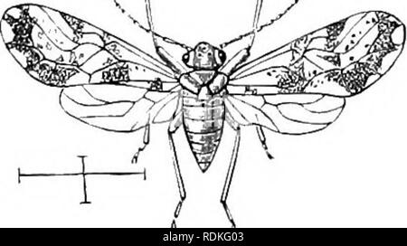 . Il Cambridge storia naturale. Zoologia. Capitolo XVII NEUEOPTEEA CONTIXUEl) PSOCIDAE (LIBRO - PIDOCCHI E MORTE- orologi) LA FAMIGLIA FIKST di anfibio (NEUROPTEEA PBKLIDAE, pietra-vola). Fam. IV. PsocidaeâBook-Lice, Death-Watches. Minuto insetti con snello, filiformi, o capelli-come antenne; quattro delicati ivings menibranous, la fiera anteriore di cui sono , ^ il più grande; loro neuration non è aiundant ed è irregolare, in modo tale che le cellule sono irregolarmente cdso ar- variava ; il nervules trasversali sono solo uno o tivo in numero} Pro- torace molto piccolo, in tvinged â â., â J- â  , forme piuttosto co Foto Stock