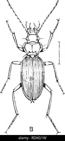 . Il Cambridge storia naturale. Zoologia. Fig. 92.-Leistiis spiniharbis. Un, larva (dopo Schiodte) ; B, imago. BritaiB.. Si prega di notare che queste immagini vengono estratte dalla pagina sottoposta a scansione di immagini che possono essere state migliorate digitalmente per la leggibilità - Colorazione e aspetto di queste illustrazioni potrebbero non perfettamente assomigliano al lavoro originale. Harmer, S. F. (Sidney Frederic), Sir, 1862- ed; Shipley, A. E. (Arthur Everett), Sir, 1861-1927. ed. [Londra, Macmillan e Co. , Limitata; New York, la Macmillan Company Foto Stock