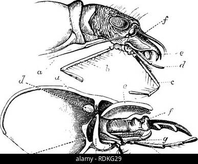 . Il Cambridge storia naturale. Zoologia. CICINDELIDAE TIGER-coleotteri 203. zioni del palpi e labrum (Fig. 91). Il tiger-Coleotteri, come la maggior parte degli insetti che cattura della preda viva, non consumano le loro vittime intero, ma sussistono principalmente sui succhi di frutta sono squeeze out di essi; il disco e parti innutritious un.re respinta dopo che la vittima è stata completamente lacerata e spremuto; bocca forme sia trappola e premere ; la palpi sparsi per facilitare la fJ^K^^^^ ./ travolgendo rapida di una vittima, tmV^S^&amp; quindi chiudere fino al di sotto di esso e contribuire a sostenerlo nel ,-â ^^^-? , " Foto Stock