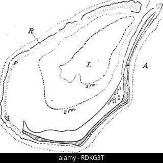 . Il Cambridge storia naturale. Zoologia. 390 COELENTERATA ANTHOZOA Ch compresa da 30 a 50 braccia.'^ a dare un esempio:-in il dragaggio n. 50, profondità da 32 a 35 braccia esempi viventi dei seguenti generi di coralli sono state ottenute: Madrepora, Montipora, Psammocora, Favonia e Astraeopora. Le barriere coralline e gli atolli.-In molte regioni dei mari tropicali, le banche e le isole sono rilevati che sono costituite da blocchi di corallo, detriti di corallo e alterati o modificati calcare. Sono queste le famose scogliere coralline di cui tanto si è detto e scritto durante l'ultimo mezzo secolo. Non vi può essere accesa Foto Stock