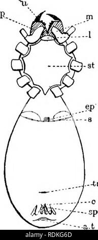 . Il Cambridge storia naturale. Zoologia. Caratteristiche esterne 317. nascondere tlie sotto la superficie del caput. La forma dello sterno e del labium e il contorno e il grado di inclinazione uno verso l'altro i maxillae, sono considerazioni importanti nella tassonomia di ragni. Le appendici del cephalothorax, che sono il chelicerae o ganasce, il pedipalpi o tastatori e le quattro coppie di gambe ambulatoriale, sarà trattata separatamente. Peduncolo.--l'investimento chitinous dello stretto peduncolo che unisce il torace con l'addome è la parte più sottile e flessibile e con solo slig Foto Stock