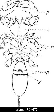 . Il Cambridge storia naturale. Zoologia. Struttura esterna 309 e Sud America. Essi sono di origine antica, un genere fossile, Graeophonus, dell'Tarantulidae (Phrynidae, vedere p. 31 2), che si verificano nel Carbonifero strati in Nord America. Essi vivono sotto le pietre e cortecce e in gronda, dove v?hen disturbato, essi cercano la sicurezza nelle fessure della roccia. Poco si sa delle loro abitudini, ma essi sono creduti per alimentare chietly su insetti. La femmina Tarantola porta la sviluppo di uova, un po' dopo il modo del Chernetidea (vedere p. 434), in un sacchetto sotto l'addome, sotto la superficie del Foto Stock