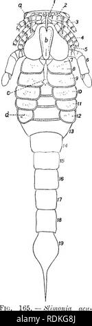 . Il Cambridge storia naturale. Zoologia. Caratteristiche esterne !9I struttura, in genere Pterygotus (Fig. 164, 5) Convengono in stretta collaborazione con la seconda, la terza e la quarta coppia e in Slimonia (Fig. 165, 5) sono quasi la stessa come la terza e la quarta coppia. La sesta coppia di appendici sono molto più grande e più potente della quinta coppia in quasi tutti i generi in Stylon- urus (Fig. 166), tuttavia, la sesta coppia sono simili al quinto, entrambi essendo fortemente allungata e sottile; anche ui Etosarcus {Brepanopterus) la sesta coppia differiscono di meno dalla precedente coppia di appendici di di solito è Foto Stock