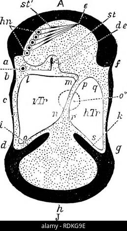 . Il Cambridge storia naturale. Zoologia. Le orecchie 317 uno stigma è collocata vicino all'orecchio, e fornisce le strutture interne dell'organo con aria. Non ci sono le stigmate sulle gambe di insetti, di conseguenza ammissione di aria all'apparato acustico in Locustidae è effettuata per mezzo di un orifizio schiusi al retro del prothorax, appena sopra la base della gamba anteriore (Fig. 101); questo comunica con i suoi colleghi dell'altro lato, e da esse si estendono processi lungo i femori nella tibiae dove subiscono dilatazione, in modo da formare cavità vescicolare, uno dei quali è in prossimità Foto Stock