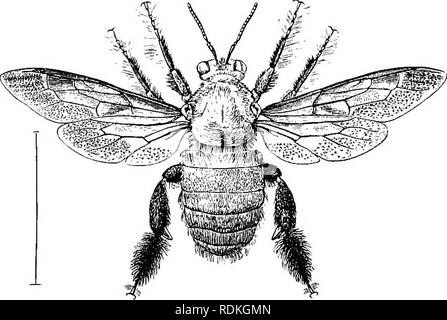 . Il Cambridge storia naturale. Zoologia. 34 imenotteri giorni di agosto erano pronti ad emergere come insetti perfetto. In tal modo tutto il ciclo della metamorfosi è attraversato in circa otto settimane. Questa specie, sebbene molto abile nella perforazione di fori, non esita ad opportuni vecchie tane dovrebbero essere a portata di mano. Pabré osservato che era anche molto disposti a salvare se stesso lavoro per formare le sue cellule in lamelle di cava di sufficiente calibro. Abbiamo capito la larva e pupa di questa specie nel volume precedente (p. 170). Xylocopa chloroptera in E. India seleziona un bambù cavo per la sua nidus; c Foto Stock