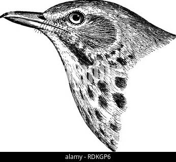 . Gli uccelli di Illinois e Wisconsin. Gli uccelli; uccelli. Gennaio 1909. Gli uccelli di Illinois e Wisconsin-Cory. 707 sottofamiglia TURDIN^E. Tordi. Genere HYLOCICHLA Baird. 359. Hylocichla mustelina (Gmel.)- legno Tordo. Turdus mustelinus Gmel., A. 0. Brevetto statunitense n. Controllare l'elenco, 1895, p. 316. Distr.: temperato orientale America del Nord, a ovest verso le grandi pianure e il nord di Ontario, Michigan, e Wisconsin; sud in inverno a Cuba e in America centrale in Guatemala; razze dal nord della Florida e gli stati del Golfo verso settentrione. Adulti: la parte superiore della testa, luminoso bruno marrone cannella, sfumature di marrone oliva sul retro e marroncina o Foto Stock