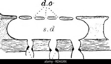 . Il Cambridge storia naturale. Zoologia. Fig. 105.-schematica le sezioni verticali di un, Rhagon ; B, Plakina: C, Tetilla pedifera. Un esempio, come le pieghe della sua choanosome sono confusi. Da T. pedifera passiamo alle altre specie di Tetilla e tutti i maggiori generi di Ghoristida; queste possiedono una corteccia non di origine omologa in vari casi, ma probabilmente a. Si prega di notare che queste immagini vengono estratte dalla pagina sottoposta a scansione di immagini che possono essere state migliorate digitalmente per la leggibilità - Colorazione e aspetto di queste illustrazioni potrebbero non perfettamente assomigliano al lavoro originale. Harmer Foto Stock