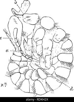 . Il Cambridge storia naturale. Zoologia. 2l8 ORTHOPTERA le mandibole sono nascosti dalle maxillae, ma sono grandi, com- premuto e sul loro bordo interno dentato. Il maxillae sono ben sviluppate, sono sormontate da due lobi e portano a cinque palpi articolati. La ligula sembra essere il più ampio possibile e breve, e formata da due parti longi- tudinally diviso; breve palpi sono costituiti da tre segmenti. L'uomo- tum è molto grande. La lingua è presente in forma di un libero lobo pubescent con un lobo più piccolo su ciascun lato. La struttura della pleura non è completamente compreso; che dell'addome sembra essere molto Foto Stock