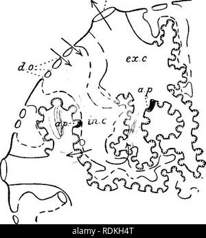 . Il Cambridge storia naturale. Zoologia. Cellule e spicole 171 affitto e incurrent canali. Le camere flagellato sono rivestiti da "choanocytes" (cfr. Fig. 70, p. 1*76); queste cellule sono previsti in corrispondenza della loro estremità interna con un flagello e un collare che lo circonda. Essi assomigliano come individui del protozoo sotto-classe Choanoflagellata, e la somiglianza è tanto più notevole in quanto nessun altro organismi sono noti per possedere tali cellule. Presi insieme il choanocytes costituiscono il " strato gastral", e sono gli elementi attivi nella produzione corrente. Il tessuto circostante il c Foto Stock