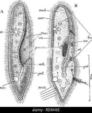 . Il Cambridge storia naturale. Zoologia. CILIATA 151 ma la sua vecchia apparecchiatura nucleare è sostituito dalla fusione-nucleo. Questo nuovo nucleo viene sottoposta a ripetuti fissions; la sua prole ingrandire in modo ineguale, la maggiore essendo differenziate come mega-, il più piccolo come i micro-nuclei. La si accoppia ora separata (Fig. 52, F, G), e dal primo (o successiva) fissione di ciascuno, il nuovo mega- e micro-nuclei vengono distribuiti alla prole. Colpidium colpoda. Tnic. ffT -^mm c.vac Fig. 55.-Paramecio caudatmn (Aspirotrichaceae). A la vita animale dall'aspetto ventrale; B lo stesso nella sezione ottica, la freccia Foto Stock