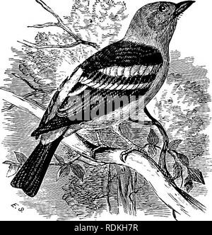 . Gli uccelli di Illinois e Wisconsin. Gli uccelli; uccelli. Gennaio 1909. Gli uccelli di Illinois e Wisconsin-Cory. 615 e una terza è stata registrata dal Wisconsin. Come una regola sono eque, ma non potente, songsters. Il nido viene costruito in alberi. Genere PIRANGA Vieill. 279. Piranga ludoviciana (WiLS.). Louisiana Tanager. Distr.: gli Stati Uniti occidentali, dal Texas occidentale, Kansas, e Dakota occidentale per la costa del Pacifico a nord di Ontario e British Columbia, Sud in inverno a Guatemala; razze da Texas occidentale, Nuovo Messico e Arizona a settentrione; accidentale in Louisiana, WIS- consin, New York, Maine, ecc. Foto Stock