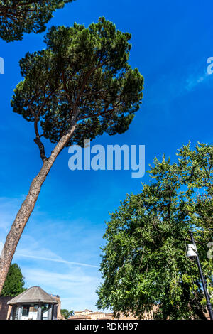 Roma, Italia - 24 Giugno 2018: Sicurezza post presso le antiche rovine del Foro Romano di Tempio di Venere e Roma a Roma visto dal Colosseo. Famou Foto Stock