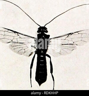 . Gli uccelli di altre terre, rettili, pesci, giuntati animali e forme inferiori;. Zoologia; uccelli e rettili; Pesci. ,!";, It . f. Uaitai, F.Z.5.] {B.i£tnt'i pi pine-noioso WASP (femmina) Formidahlt in appt-w dnce^ hut harrnlra piuttosto breve e costretta alla base. La mosche misura raramente più di mezzo pollice attraverso le ali. Alcuni galli sono duri come quello trovato sulla Turchia quercia, da cui l'inchiostro è reso : mentre altri sono grandi e succose, che assomigliano a delle ciliegie, o piccole mele, tra cui il cosiddetto apple di Sodoma. Altri, come il Bedeguar, che si trova a Roses, hanno un mossy appaiono Foto Stock