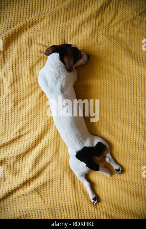 Cane Jack Russell giace sul letto Foto Stock