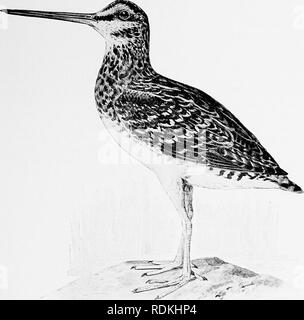 . Gli uccelli di Illinois e Wisconsin. Gli uccelli; uccelli. Gennaio 1909. Gli uccelli di Illinois e Wisconsin - Cory. 397 genere GALLINAGO Koch. 108. Gallinago delicata (ORD). Il Wilson's Snipe. Nomi locali: Italiano Snipe. Jack Snipe. Distr.: Nord America, allevamento dal nord degli Stati Uniti a nord e a sud verso il West Indies, America Centrale e Sud America settentrionale, in inverno. Adulti: Bill, lunghi e dritti essendo leggermente ingrandita in prossimità della punta e che mostra numerose piccole buche; nessun web tra esterno e metà-. Il Wilson's Beccaccino, die dita; generale parti superiori, marrone scuro, bruno marrone, giallo pallido e bianco opaco; Foto Stock