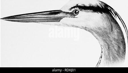 . Gli uccelli di Illinois e Wisconsin. Gli uccelli; uccelli. Gennaio igog. Gli uccelli di Illinois e Wisconsin - Cory. 367. Airone blu. Parti superiori, ardesia bluastro o grigio. Il uccelli immaturi mostrano una grande varietà di colore del piumaggio. Lunghezza, 48; ala, 20; coda, 7; Tarso, 6.50; bill, S-so- l'airone blu è un comune estate residente in Illinois e Wisconsin, allevamento in tutta entrambi gli stati. Di solito arriva da sud in marzo o primi di aprile. Essa le razze in maggio. Il Nido è una massa di bastoni, solitamente in grandi alberi. Le uova sono tre o quattro, blu pallido in colore e misura circa 2,50 x Foto Stock