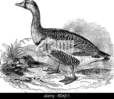 . Gli uccelli di Illinois e Wisconsin. Gli uccelli; uccelli. 3Così campo Museo di Storia Naturale - Zoologia, Vol. IX. Ala, 16,25; '''3'IL. S-7S; Tarso, 2,75; bill (culmen), 2.37; bill, (narice di punta), 1.37. L'Oca blu non è raro lungo la valle del Mississippi durante le migrazioni e avviene sia in Illinois e Wisconsin, di solito associati con il bianco-fronteggiata da oche o le oche delle nevi. Genere ANSER Brisson. 70. Anser albifrons gambeli (Hartl.). Americano bianco-fronteggiata oca. Nomi locali: Brant. Speckle-pancia. Giallo-Oca zampe. Distr.: Nord America del Nord, rare sulla costa atlantica; razze Foto Stock