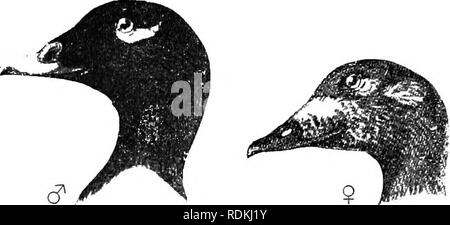 . Gli uccelli di Illinois e Wisconsin. Gli uccelli; uccelli. Sottogenere MELANITTA Boie. 64. Oidemia deglandi Bonap. Bianco-Orchetto alato. Local nam.es: Bianco-winged Coot. Anatra di velluto. Distr.: Nord America del Nord, allevamento da North Dakota e Labrador a nord della Baia di Hudson e la costa artica; inverni dal golfo di San Lorenzo a Carolina del Sud e casualmente in Florida e sul versante del Pacifico dall'Alaska a Bassa California. Maschio adulto: Generale, piumaggio nero; mandibola superiore, arancione nerastra alla base; una macchia bianca sotto gli occhi e una vasta gamma di patch di bianco sul parafango; piume sulla bolletta meno Foto Stock