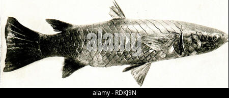 . Gli uccelli di altre terre, rettili, pesci, giuntati animali e forme inferiori;. Zoologia; uccelli e rettili; Pesci. Fhtl, da W. SuvilU-Ktnt, f".Z..S."| NORTHERN CEFALO membro dell'Jamiiy di grigio AluJiets IM:lfard-un-mare. Si prega di notare che queste immagini vengono estratte dalla pagina sottoposta a scansione di immagini che possono essere state migliorate digitalmente per la leggibilità - Colorazione e aspetto di queste illustrazioni potrebbero non perfettamente assomigliano al lavoro originale. Cornish, C. J. (Charles John), 1858-1906. New York, Università della società Foto Stock