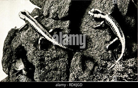 . Gli uccelli di altre terre, rettili, pesci, giuntati animali e forme inferiori;. Zoologia; uccelli e rettili; Pesci. 210 di animali viventi della WORLL il colosso della coda di un anfibio della gara è la salamandra GlANT della Cina e del Giappone, che possono raggiungere una lunghezza da 3 a 2I PIEDI. Il corpo così come quella dell'ordinario salamandre, è ampia e premuto ; ma gli occhi sono molto piccole e non hanno le palpebre; e la coda che è relativamente breve, viene compressa e presenta una aletta sia sopra che sotto. Questo salamander vive interamente in acqua ed è adatto per una tale vita acquatica dal possedere Foto Stock