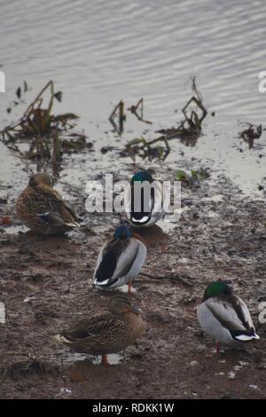 Maschio e femmina anatre germano reale (Anas platyrhynchos) poggiante su fondi fangosi in riva al fiume. Exeter Devon, Regno Unito. Foto Stock