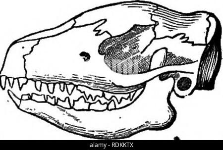 . Un manuale di zoologia per l'uso di studenti : con una introduzione generale sui principi di zoologia . Zoologia. 596 MANUALE DI ZOOLOGIA. suole dei piedi o è plantigrade. I testicoli passare periodicamente dall'addome in una temporanea scroto ; e la placenta è deciduate discoidale e. Essi sono prevalentemente notturna e sotterranea, e generalmente hybernate. Sono tutte di piccole dimensioni e sono presenti ovunque, tranne nei continenti del Sud America e in Australia, dove il loro posto viene riempita con i marsupiali. Le tre principali famiglie di Insectivora sono i Talpidm o moli, la Sorici Foto Stock