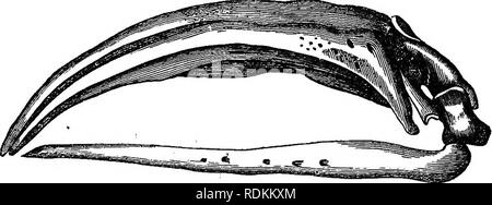 . Un manuale di zoologia per l'uso di studenti : con una introduzione generale sui principi di zoologia . Zoologia. Cetacei. 545 phyodont-rthat è da dire, ma possiede una sola serie di denti, che non vengono mai sostituiti da altri. Quando i denti sono presenti, essi sono usualmente conica e numerosi e sono sempre di un tipo solo. I cetacei possono essere divisi in tre famiglie di BalcRtiidce o Whalebone balene, la Delphinida o delfini e focene, e il Catodontidm o capodogli. Di questi, il BalcenidcR sono spesso parlato di come il " arma spuntata " Balene, mentre gli altri Foto Stock