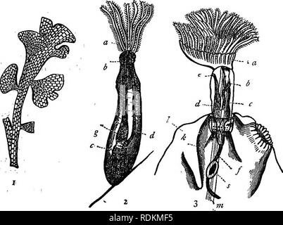 . Un manuale di zoologia per l'uso di studenti : con una introduzione generale sui principi di zoologia . Zoologia. MOLLUSCOIDA: POLYZOA. 283 avicularium è preso da una setola o seta, che è in grado di movimento esteso. Il endocyst è sempre morbida, contrattile, membranosa e. Esso riveste la parte interna delle cellule costituite dalla ectocyst, e viene riflessa indietro in corrispondenza della imboccatura della cella, in modo da essere inva- ginated, o invertito nella stessa; e infine termina essendo fissato alla base del circlet di tentacoli. Questo invagination del endocyst è più o meno stabilmente pre- Foto Stock