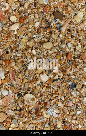 Conchiglie e ciottoli su una spiaggia in Irlanda Foto Stock