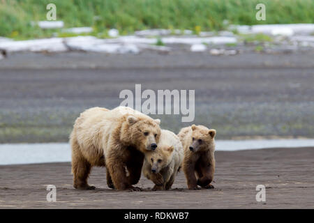 Orso bruno Ursus arctos, SOW e lupetti passeggiate sulla spiaggia di Hallo Bay, Katmai National Park, Alaska, Stati Uniti d'America, dove portano la visualizzazione è una delle attività più popolari Foto Stock