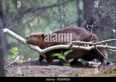 North American castoro, Castor canadensis, cale un ramo di ritorno alla sua lodge nel Parco Nazionale e Riserva di Denali in Alaska. Foto Stock