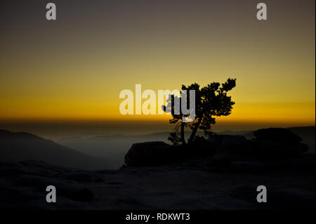 Un Jeffrey pine, Pinus jeffreyi, si stagliano dal tramonto su Yosemite National Park, California, Stati Uniti d'America come visto dal Sentinel Dome. Foto Stock