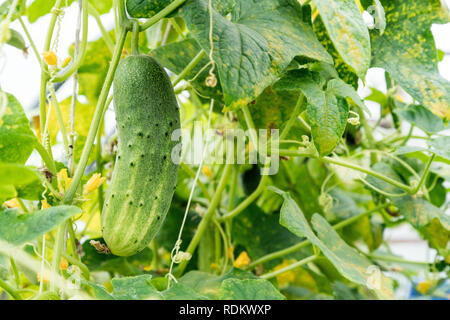 Crescendo il cetriolo con fiore e viticci nella casa verde. Coltivazione degli ortaggi Foto Stock