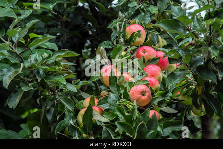 Red succose mele mature cresce su di un ramo tra il fogliame verde dopo la pioggia. Spazio per digitare Foto Stock