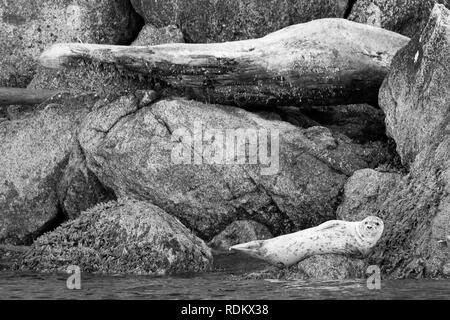 In bianco e nero, la postura di una guarnizione del porto, o guarnizione comune, Phoca vitulina, rispecchia quella di un grande pezzo di driftwood incuneato tra massi Foto Stock