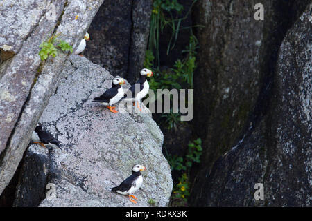 Il cornuto puffini, Fratercula corniculata, è parte della famiglia Auk Alcidae, e si verifica nel Pacifico settentrionale lungo le coste della Siberia e Alaska. Foto Stock