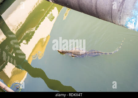 Monitor lizard nuota nelle acque inquinate di un canale di Bangkok (khlong). Foto Stock