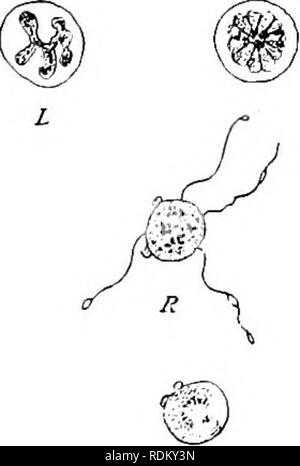 . Il Cambridge storia naturale. Zoologia. I04 PROTOZOI CHAP. peatedly, e poi schizonte segmenti in una covata piana di germi (merozoiti), relativamente pochi in il parassita della febbre quartan (Uaemamoeba malariae, Fig. 35, E-G), molti in quel di. come S 9 fife N. Si prega di notare che queste immagini vengono estratte dalla pagina sottoposta a scansione di immagini che possono essere state migliorate digitalmente per la leggibilità - Colorazione e aspetto di queste illustrazioni potrebbero non perfettamente assomigliano al lavoro originale. Harmer, S. F. (Sidney Frederic), Sir, 1862- ed; Shipley, A. E. (Arthur Everett), Sir, 1861-1927. ed. [Londra, Macmil Foto Stock