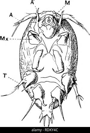 . Il Cambridge storia naturale. Zoologia. 76 CRUSTACEA COPEPODA prensili sono, ma non sono così fuse. Oltre a Achtheres ci sono altri di acqua fresca, moduli e.ff. Lernaeopoda salmonea sul salmone, e un certo numero di specie marine. Sembra che le larve fix stessi ai loro ospiti per mezzo di un lungo; filettatura ghiandolare, che procede dal centro della fronte.-" Fam. 13. Choniostomatidae.^-^i membri di questa famiglia sono- parassita tutti su altri crostacei. La maggioranza vive parasiti- camente in marsupiale dei sacchetti di Amphipods femmina, isopodi, Mysidae e Cumacea, ad es. Sphaeronella e Ste Foto Stock