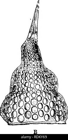 . Il Cambridge storia naturale. Zoologia. FiG. 25.âSkeletons di Radiolaria. Un, Dorataspis; B, Theocomis. (Dopo Haeckel.) flagello "). Anche in questo caso ciascuna colonna vertebrale, in corrispondenza della sua uscita dalla gelatina, è circondato da un piccolo cono di filamenti contrattili, il myophrislcs, la cui azione sembra essere quella di tirare la gelatina e aumentare il volume del corpo sferico in modo da diminuire la sua densità. Il intracapsidar protojjlasm è libero da Zooxanthella tranne nel Acantharia. Esso è meno abbondantemente vacuolated, ed è finemente granulare. In Porulosa essa mostra una superficie radiale di organizzare- mento, con tratto piramidale Foto Stock