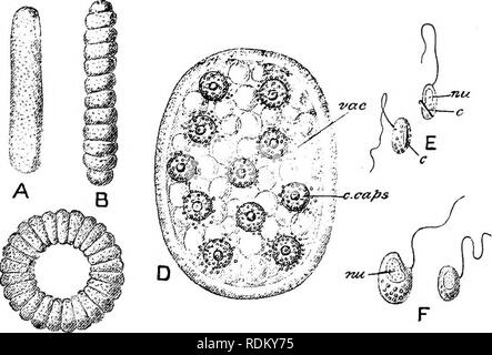 . Il Cambridge storia naturale. Zoologia. 76 protozoi seguenti Haeckel è la classificazione del Eadiolaria:-• PoRULOSA (HoLOTRyPASTA).-Homaxonic, o quasi così. Capsula centrale sferica in prima istanza; numerosi pori, minuto sparsi ; per lo più specie pelagiche., A. Spumellaria (Peripylaea).-pori dispersi in modo uniforme ; scheletro del solido spicole silicee, o continuo, e reticolano o tralicciati, raramente assente; nucleo dividendo in ritardo, come un antecedente per la riproduzione. Acantharia (Actipylaea).-pori aggregate in aree distinte ; scheletro di solito 20 centrogenous, regolarmente spi radiante Foto Stock